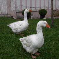 Gänse