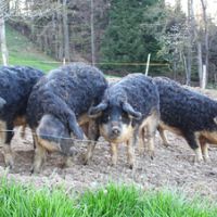 Wollschweine