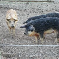 Wild-Wollschwein und Wollschweine