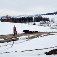 Wollschweine zügeln